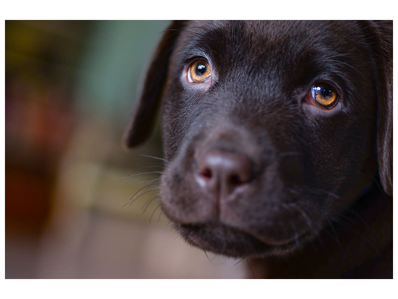 3-piece-canvas-print-cute-labrador-puppy
