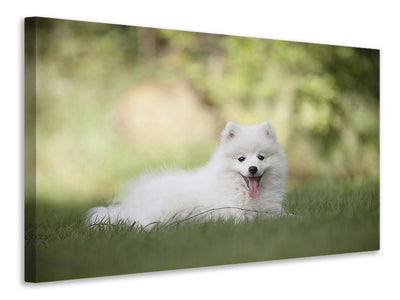 3-piece-canvas-print-cute-spitz-puppy