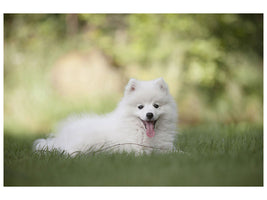3-piece-canvas-print-cute-spitz-puppy