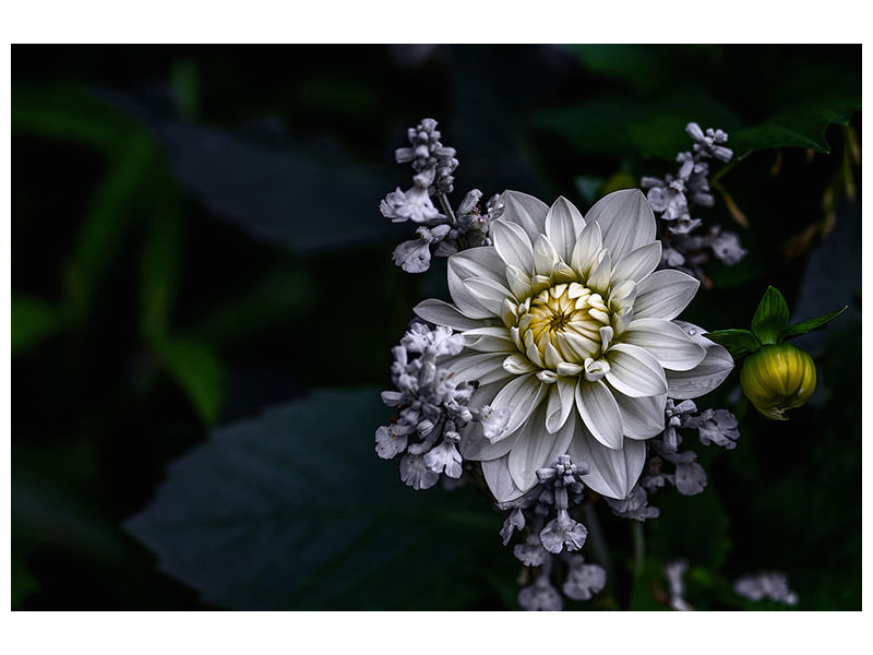 3-piece-canvas-print-dahlia-flower