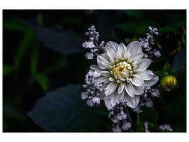4-piece-canvas-print-dahlia-flower