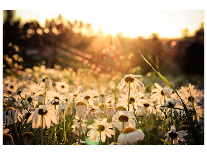 5-piece-canvas-print-daisies-at-sunset