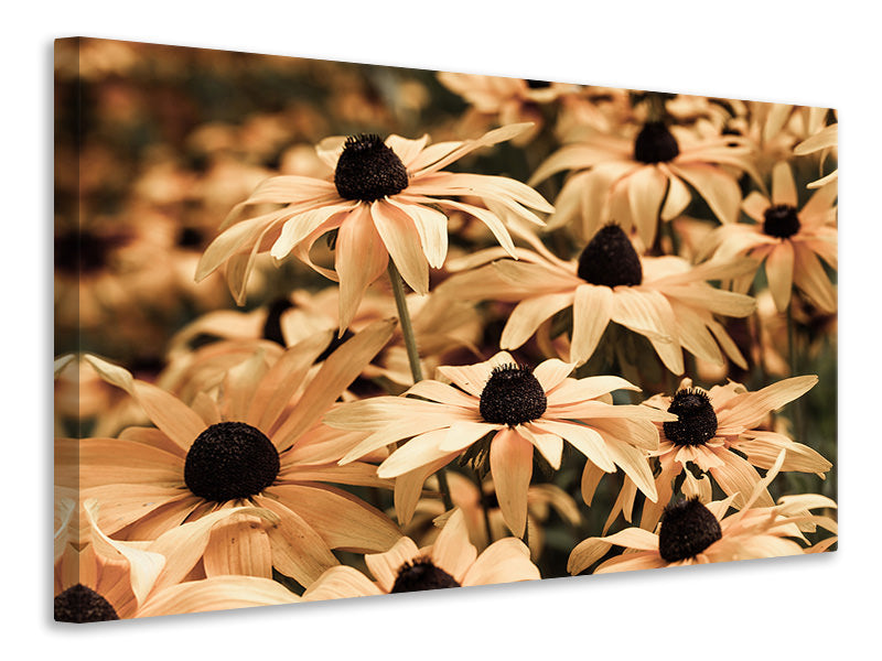 panoramic-3-piece-canvas-print-daisies-in-sepia