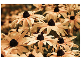 panoramic-3-piece-canvas-print-daisies-in-sepia