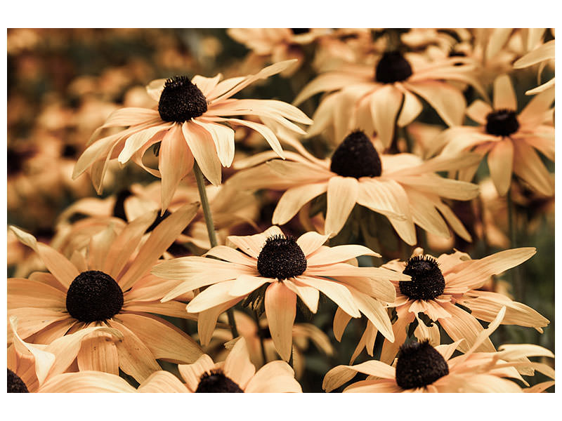 5-piece-canvas-print-daisies-in-sepia