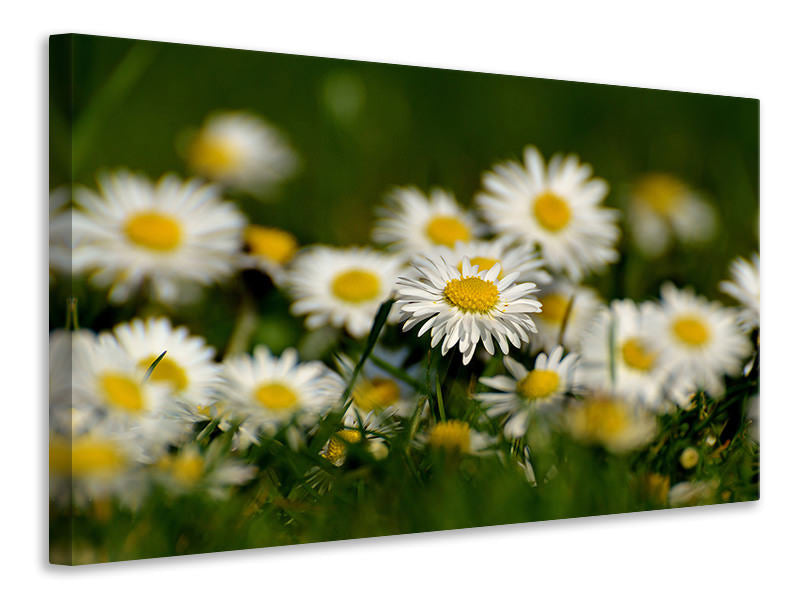 3-piece-canvas-print-daisies-xl-ii