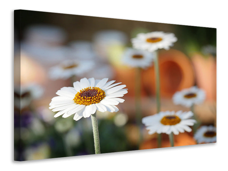 3-piece-canvas-print-daisies-xl