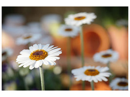 panoramic-3-piece-canvas-print-daisies-xl