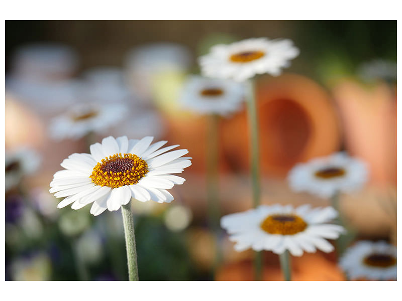 panoramic-canvas-print-daisies-xl