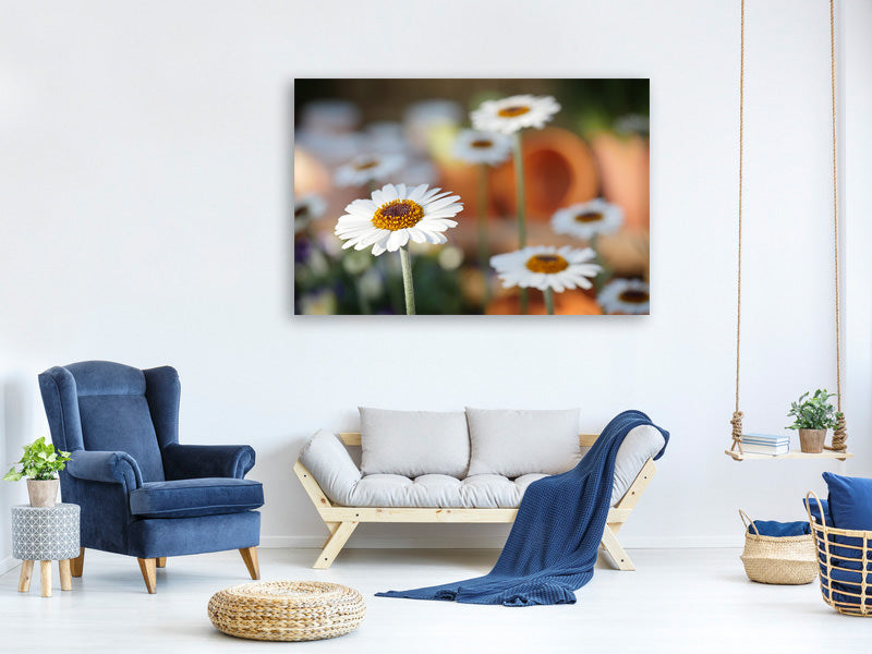 panoramic-3-piece-canvas-print-daisies-xl