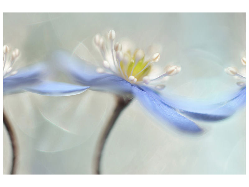 5-piece-canvas-print-dancing-anemones