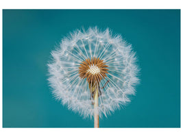 panoramic-3-piece-canvas-print-dandelion-a