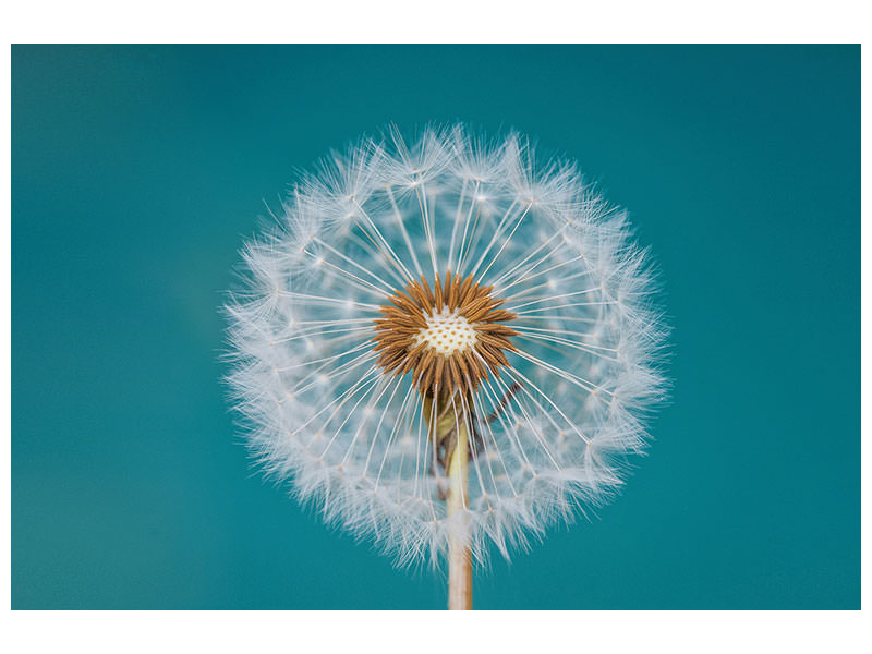 4-piece-canvas-print-dandelion-a