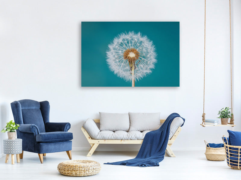 panoramic-canvas-print-dandelion-a