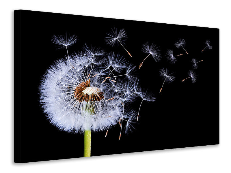 panoramic-3-piece-canvas-print-dandelion-blowing