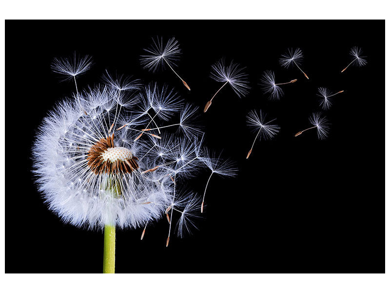 panoramic-3-piece-canvas-print-dandelion-blowing