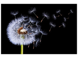 panoramic-canvas-print-dandelion-blowing