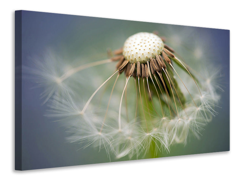 3-piece-canvas-print-dandelion-close-up