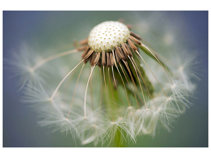 modern-4-piece-canvas-print-dandelion-close-up