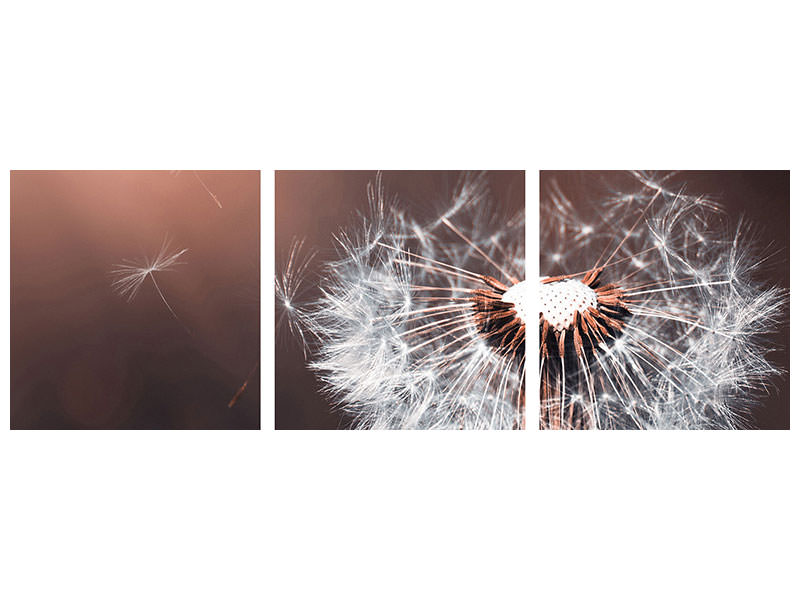 modern-3-piece-canvas-print-dandelion-in-the-evening-light