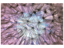 panoramic-canvas-print-dandelion-in-the-light-play