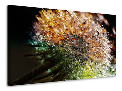 modern-4-piece-canvas-print-dandelion-in-the-morning-dew