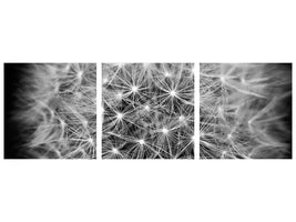 panoramic-canvas-print-dandelion-in-xxl