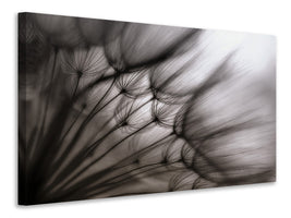 4-piece-canvas-print-dandelion-p