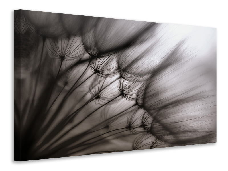 panoramic-canvas-print-dandelion-p