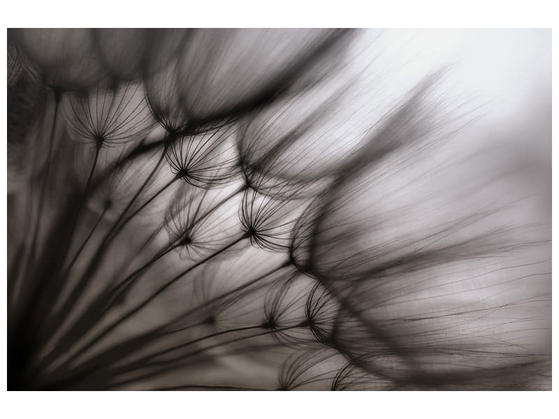 5-piece-canvas-print-dandelion-p