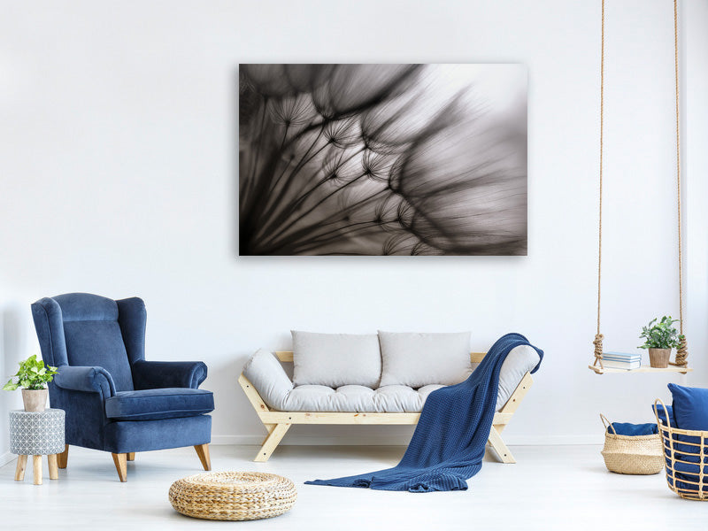panoramic-canvas-print-dandelion-p