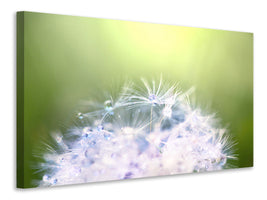 panoramic-3-piece-canvas-print-dandelion-xl-in-morning-dew
