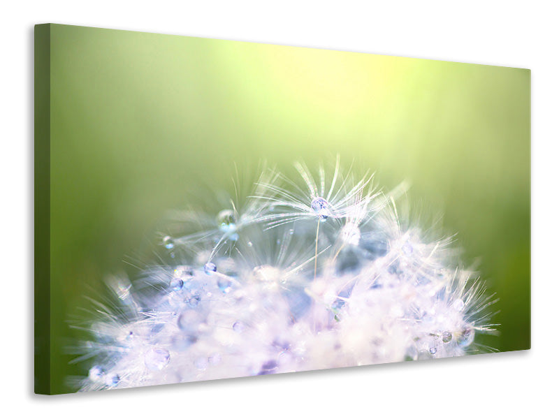 modern-4-piece-canvas-print-dandelion-xl-in-morning-dew