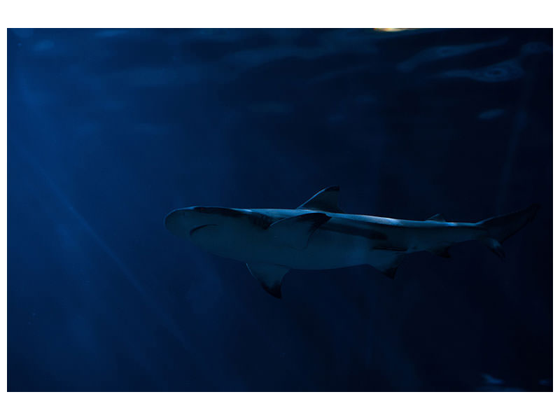 panoramic-3-piece-canvas-print-dangerous-shark