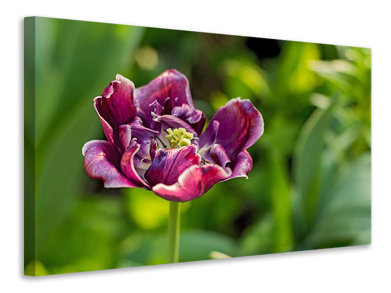 3-piece-canvas-print-dark-tulip-in-nature