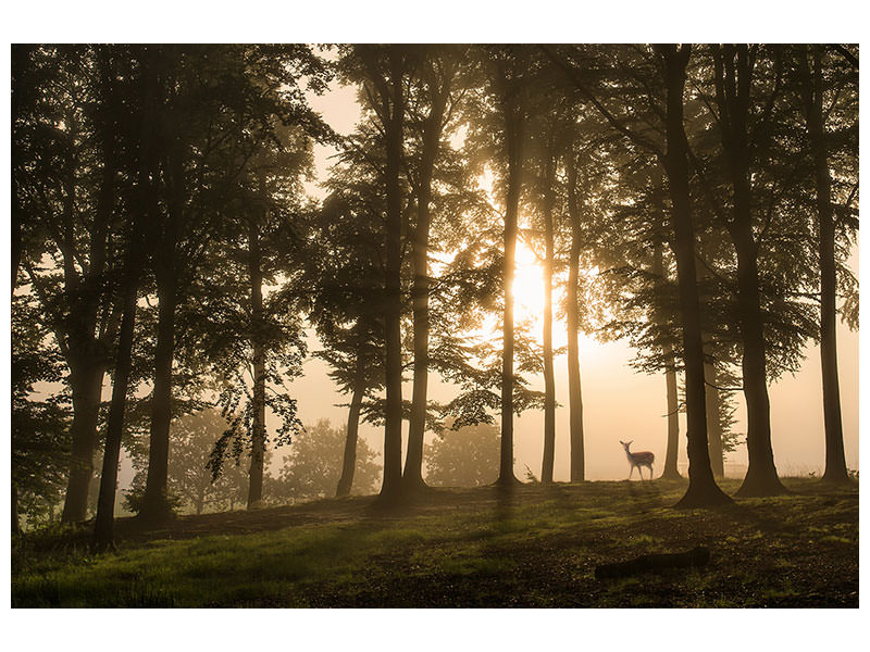 5-piece-canvas-print-deer-in-the-morning-mist