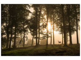 modern-3-piece-canvas-print-deer-in-the-morning-mist