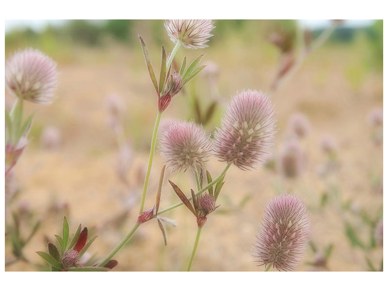 5-piece-canvas-print-delicate-flowers