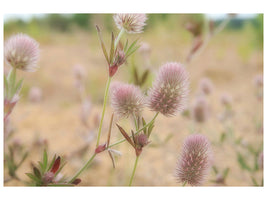 3-piece-canvas-print-delicate-flowers