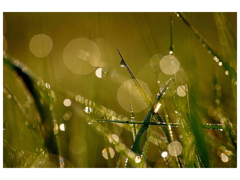 5-piece-canvas-print-dew-in-the-morning