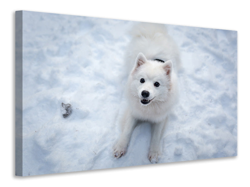 3-piece-canvas-print-dogs-joy-in-the-snow