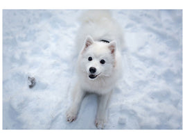 3-piece-canvas-print-dogs-joy-in-the-snow