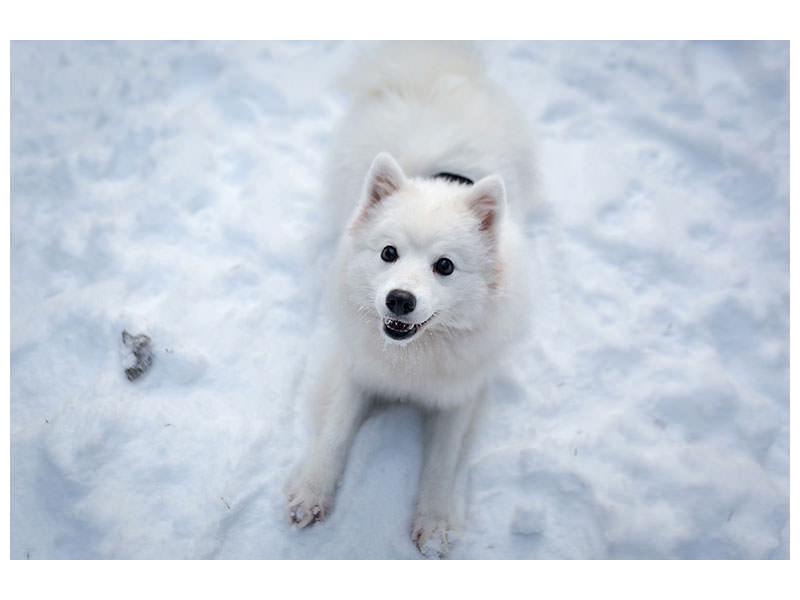 3-piece-canvas-print-dogs-joy-in-the-snow