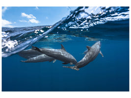 5-piece-canvas-print-dolphins