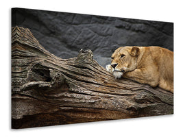 panoramic-3-piece-canvas-print-dreaming-lioness