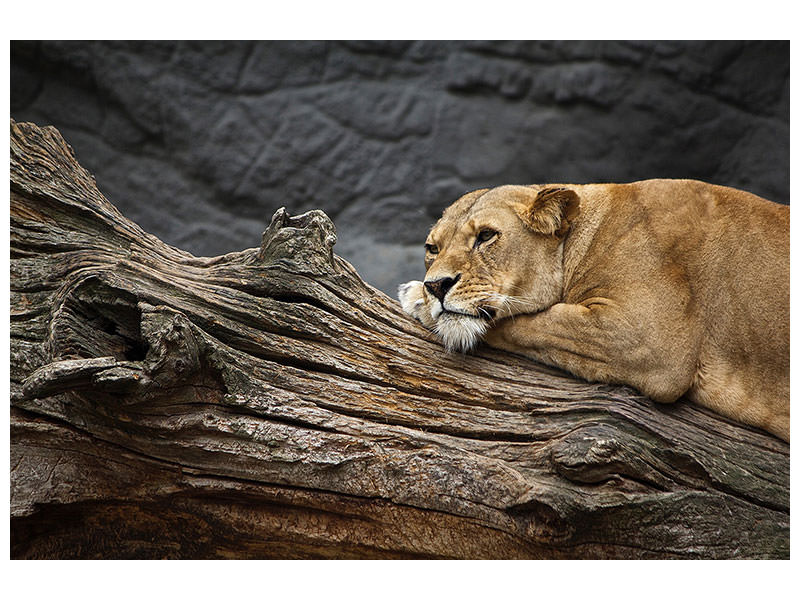 panoramic-3-piece-canvas-print-dreaming-lioness