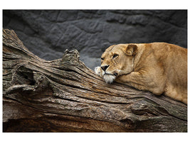 panoramic-canvas-print-dreaming-lioness