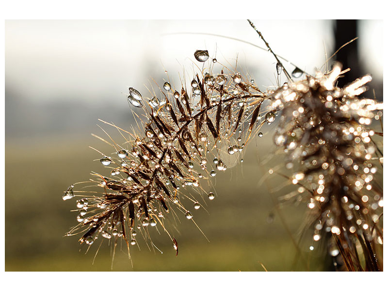 3-piece-canvas-print-drops-of-nature