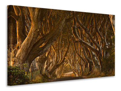 4-piece-canvas-print-early-morning-dark-hedges