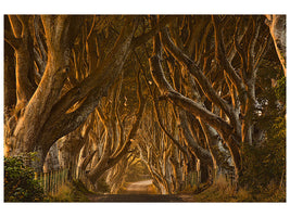 3-piece-canvas-print-early-morning-dark-hedges